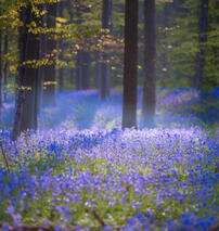 flower field